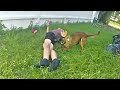 K9 Jax Apprehends Suspect Fleeing in Stolen Vehicle