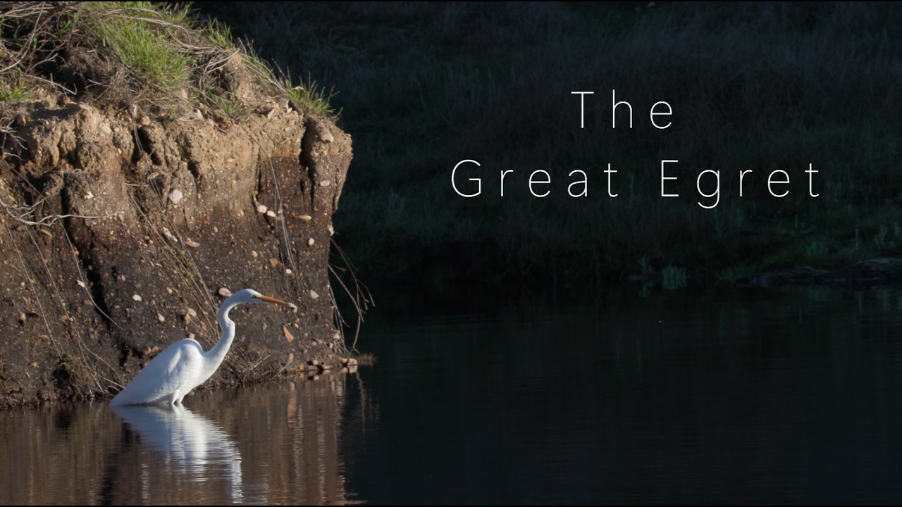 The Great Egret