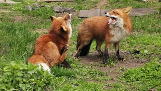 It's fun to watch the foxes