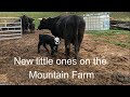 BABY CALF AND CHICKS ON MOUNTAIN FARM | SPRING GARDEN PREP | AMAZING ARTWORK