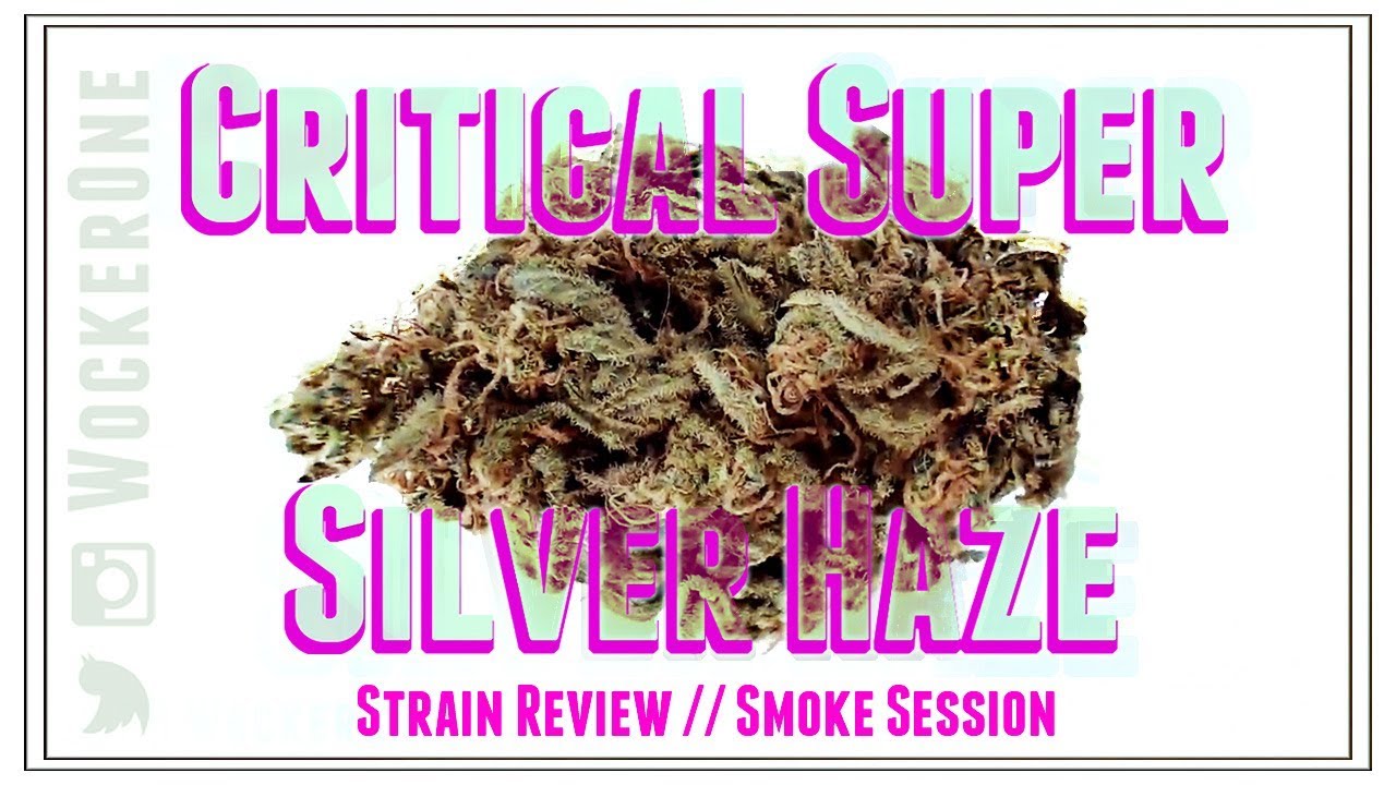 Critical Super Silver Haze || Strain Review & Smoke Session