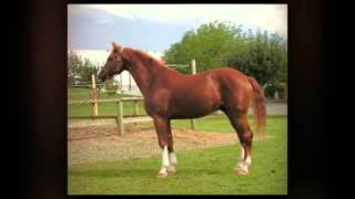 australian horse racing enchanting alchemy tips screenshot 5