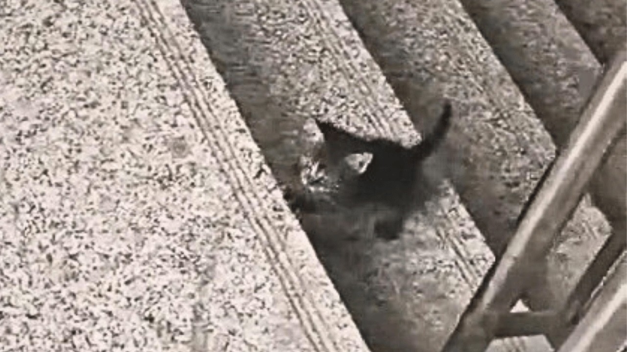 «Малыш, если поднимешься со мной на пятый этаж, я подарю тебе тёплый дом.»