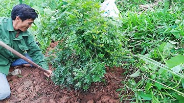 Đi kiếm cây về phục vụ anh em đam mê cây cứt chuột- Tùng Đen