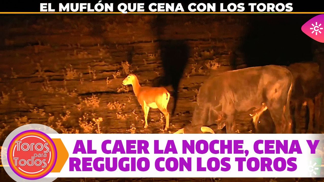 Toros para todos |Imágenes inéditas de un muflón que 
