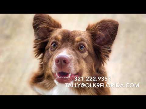 18-month-old-mini-aussie-"cooper"-|-tallahassee-dog-trainers-|-best-aussie-trainers