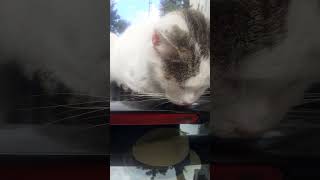 This Stray Cat Looks For Something..