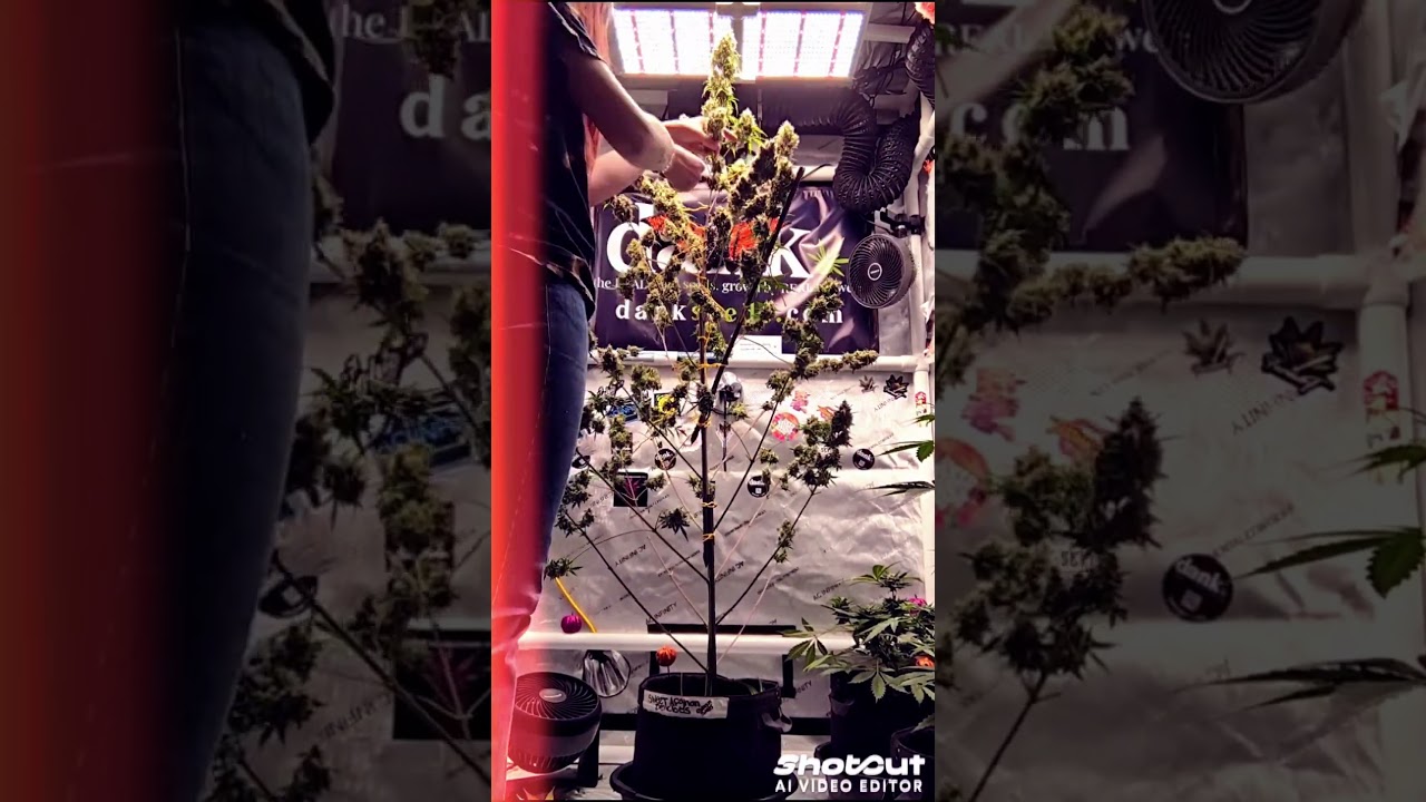 Doing some pre trimming before the chop. Sweet Afghan Delicious auto from platinum seeds