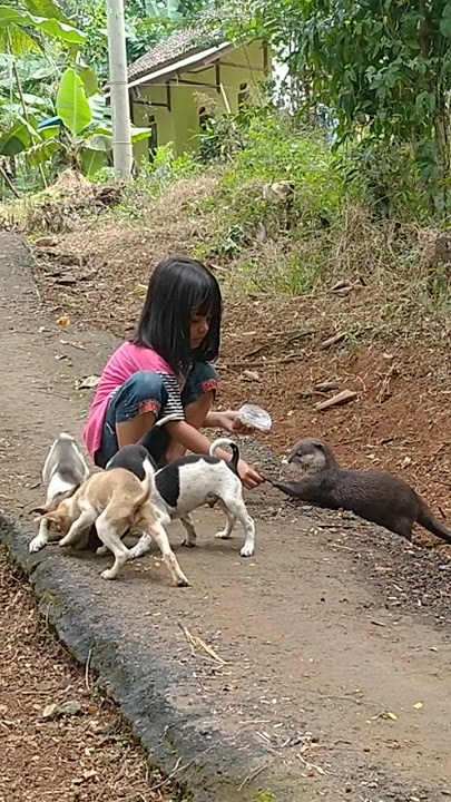 Siboni lagi ngambek #betinurgustiani #siboni #animals #americanfunnyvideos