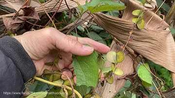 Nhận dạng cây củ mài - hoài sơn