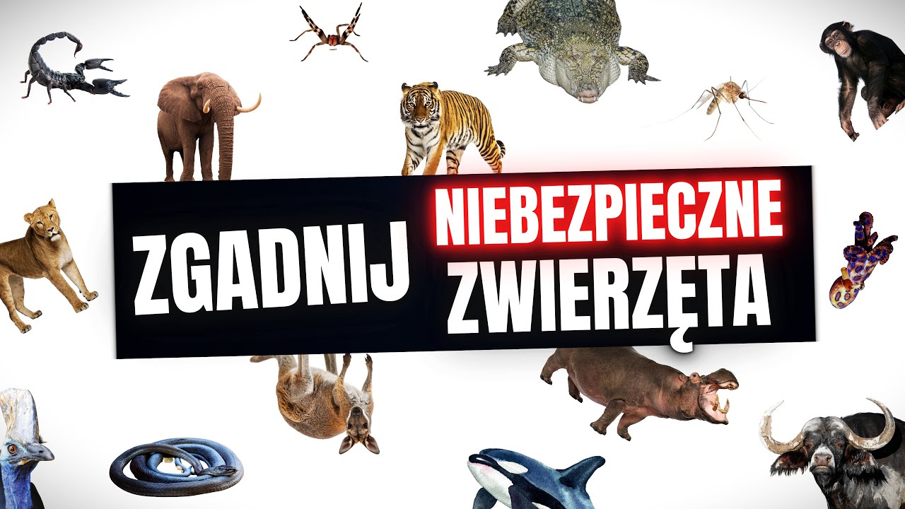 Top 40 Najniebezpieczniejszych Zwierząt Świata: QUIZ