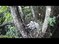 Гнездо ястреба тетеревятника (съёмка №2)/The goshawk`s nest (footage №2)