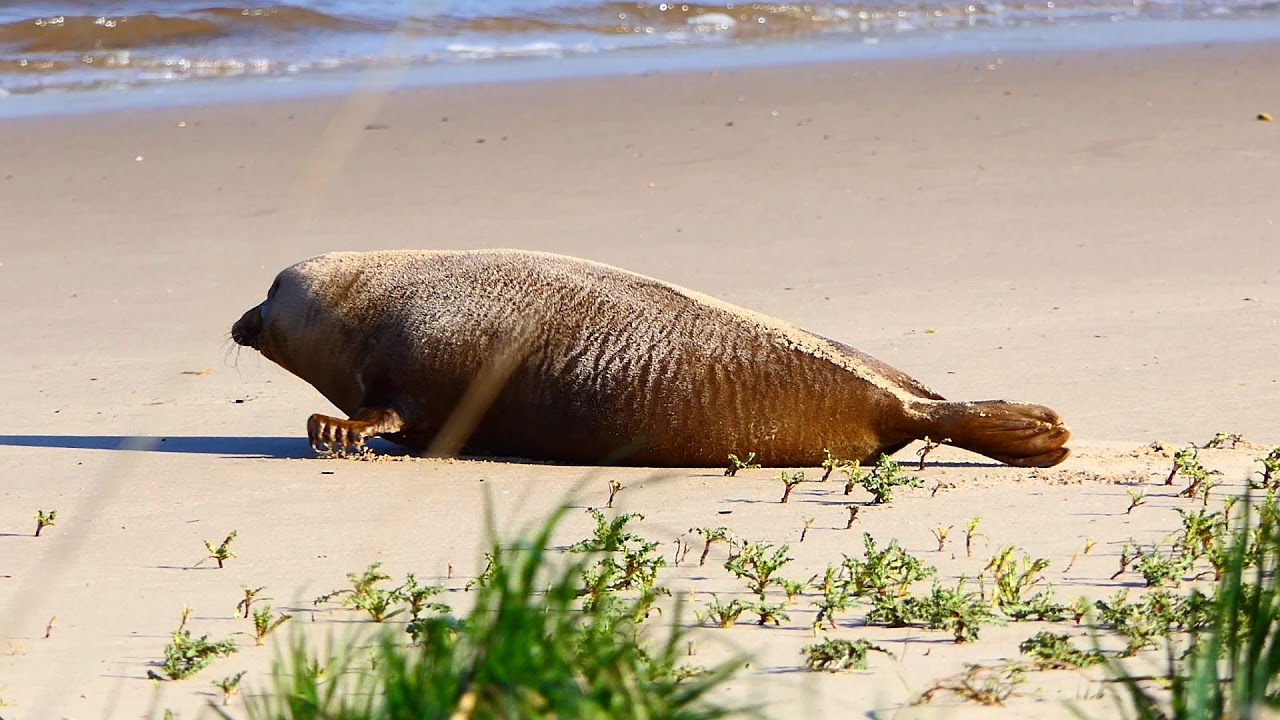 OTTO der Seehund  liegt in der Sonne und bauend sich mal wider