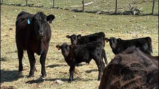 Kingsclere Ranch - 30 Black Angus X 1st Calf Pairs (Parson, BC)