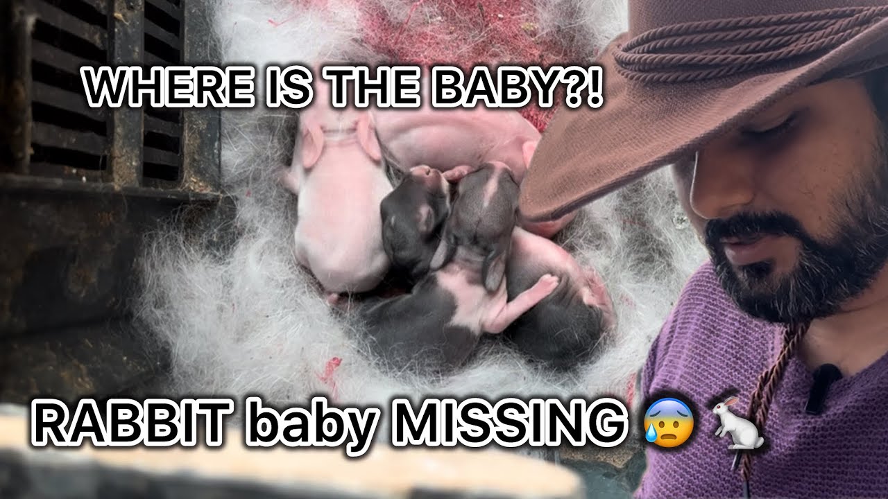 Darius Rabbit Missing Our Baby Rabbit is missing …🐰💔| ? Farm Mystery! 🕵️♂️🐇#petsvlogs #fur ...