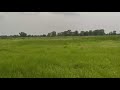  krishnasarblackbuck nepal with beautiful grassland bardia khairapur