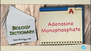 Adenosine monophosphate | Biology Dictionary | Spoken Biology Definitions