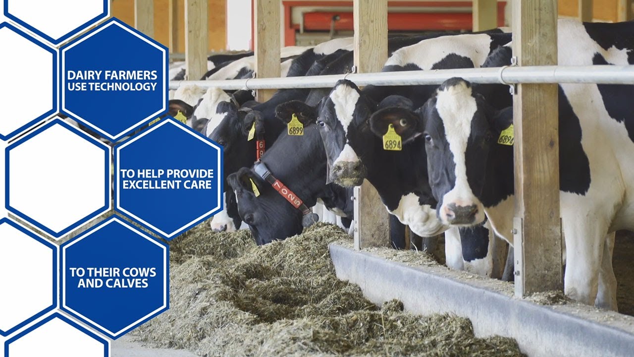 Modern Technology: Focusing on Cow Comfort