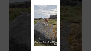 Wessenden Reservoir and West Nab #peakdistrict #beagle #dogwalk