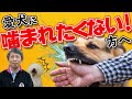 子犬のしつけ 人を噛む犬にさせないために気を付けるべきこと。愛犬に噛まれたくない方へ。【犬 噛み癖】犬のしつけチャンネル