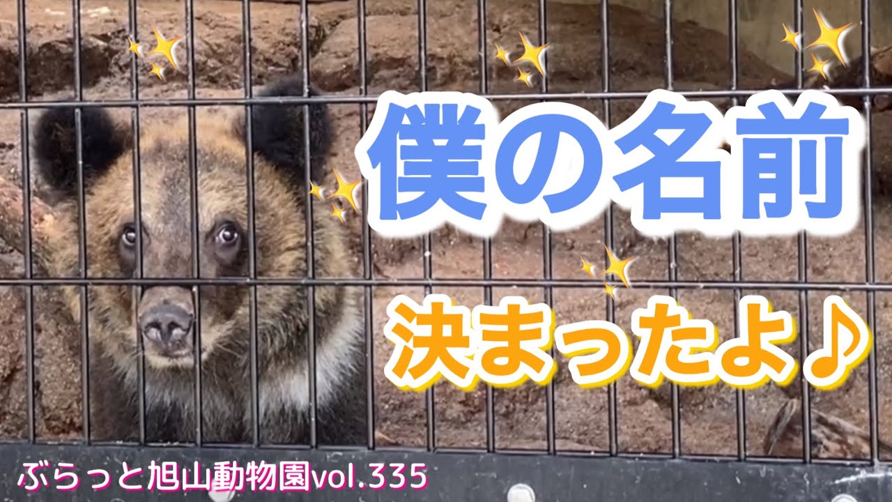 保護子クマ＆先住クマ】命名！すな⚪︎⚪︎くん♪エゾヒグマの子クマ