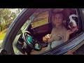 He Was Going To Let Her Go Until She Did This | DUI