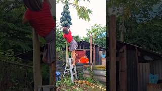 #timelapse, start to finish alone build log cabin (wooden house), how to build wooden cabin, surviva