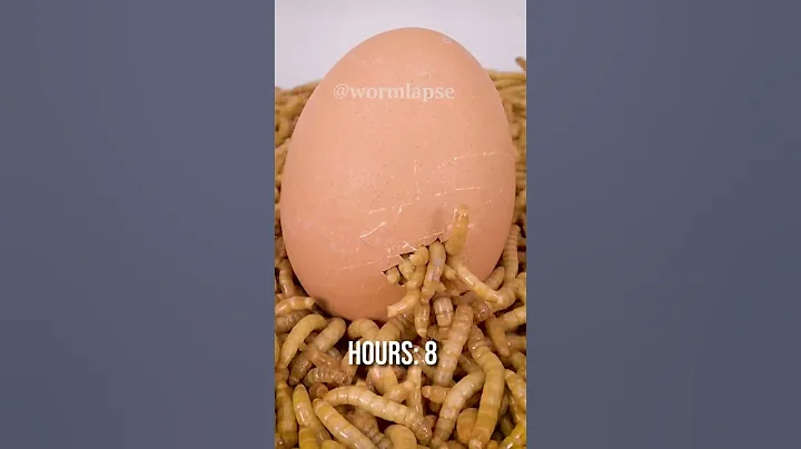 Mealworms vs BOILED EGG - DayDayNews