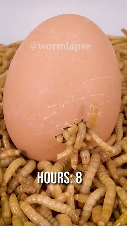 Mealworms vs BOILED EGG