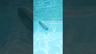 Glass Ocean, Mech-Whale — Quiet Power, Infinite Depth