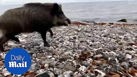 Wild boar charges out of sea and bites man walking along German coast