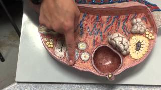 3.6 Ovary Model