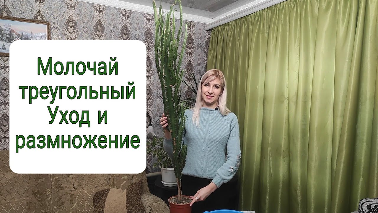 Молочай треугольный. Уход и размножение. Неприхотливый сад