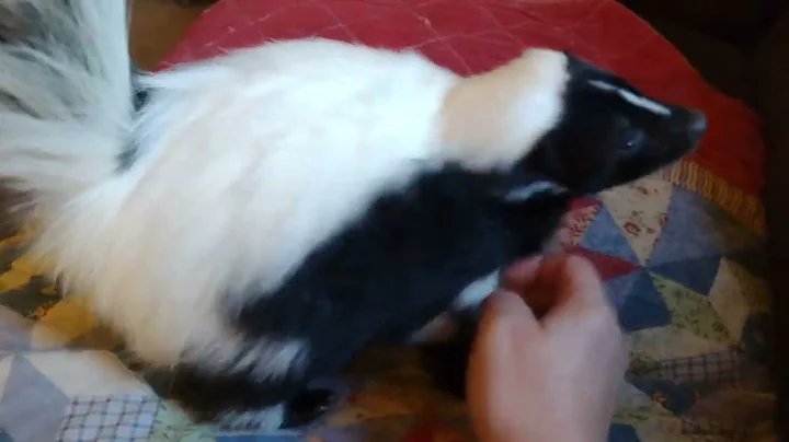 SashatheSkunk.  next generation