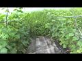 キュウリ畑.m4v