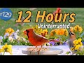 12 Hr TV for Cats 😻 🐦Water &amp; Bird Sounds Birdbath Uninterrupted CatTV Continuous Video Calm your Cat
