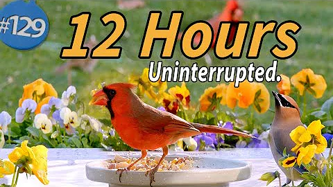 12 Hr TV for Cats 😻 🐦Water & Bird Sounds Birdbath Uninterrupted CatTV Continuous Video Calm your Cat