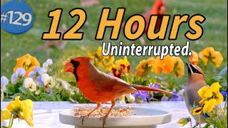 12 Hr TV for Cats 😻 🐦Water \& Bird Sounds Birdbath Uninterrupted CatTV Continuous Video Calm your Cat