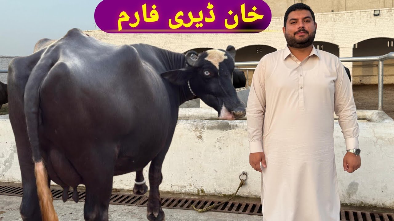 Khan Dairy & Breeding Farm || Buffalo Farming In Pakistan || Pak Buffalo Tv 