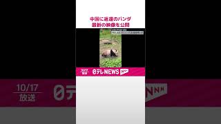 【上野動物園から中国に返還】ジャイアントパンダ、最新の映像を公開  2頭は元気に竹を食べる  #shorts
