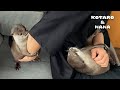 一週間ぶりに帰宅した父ちゃんを取り合うカワウソ　Otters Compete for Dad’s Affection After His Return!