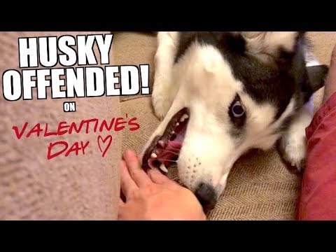 husky-throws-fit-because-i-won't-hold-her-hand-for-valentines-day!