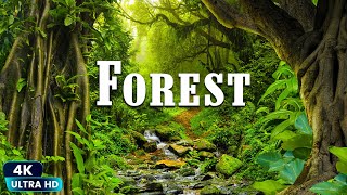 Forest 4K European Nature Relaxation Film | Meditation Relaxing Music |  Relaxation Film by Relaxing World 4K 15 views 1 month ago 1 hour, 42 minutes