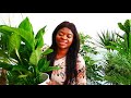 House Plant Haul From Ikea | Aldi