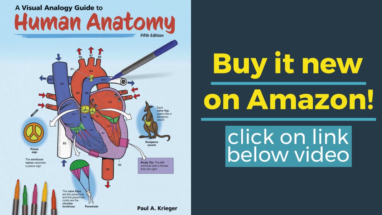 A Visual Analogy Guide To Human Anatomy 5e YouTube a-visual-analogy-guide-to-human-anatomy-5e-youtube
