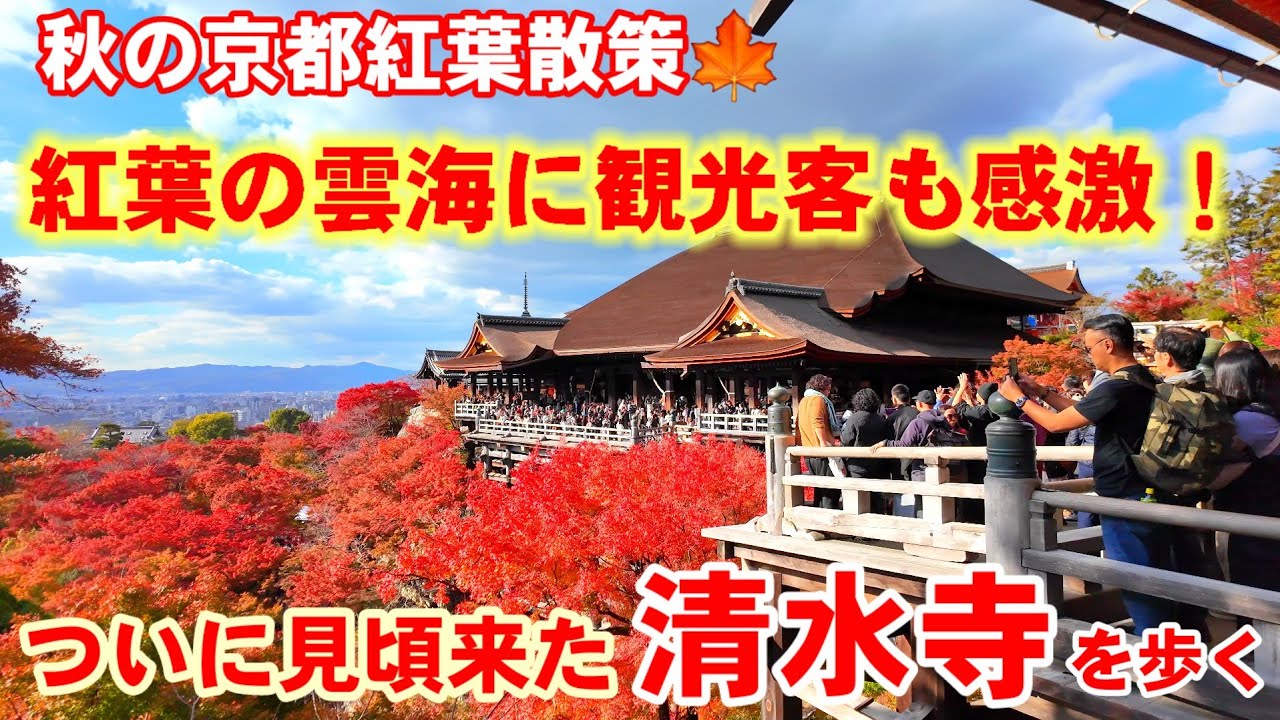 12/1(日)京都紅葉散策🍁もみじの雲海に観光客感激！ついに見頃来た清水寺を歩く【4K】Kiyomizu-dera Temple