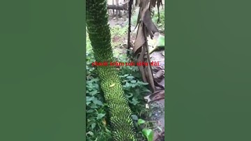 Chuối trăm nải siêu dài #shorts #danhtv