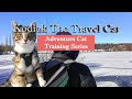 Adventure Cat Training Series With Kodiak The Travel Cat Adventure Cat Training Series With Kodiak The Travel Cat