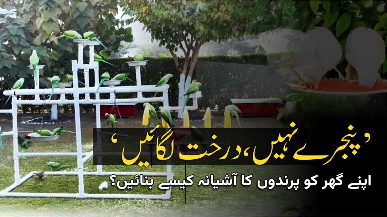A Home Full of Birds in Sadiqabad | Free Birds Flock to Muhammad Yousaf’s House Daily