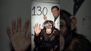 This Chimp Changed Science Forever With Sign Language